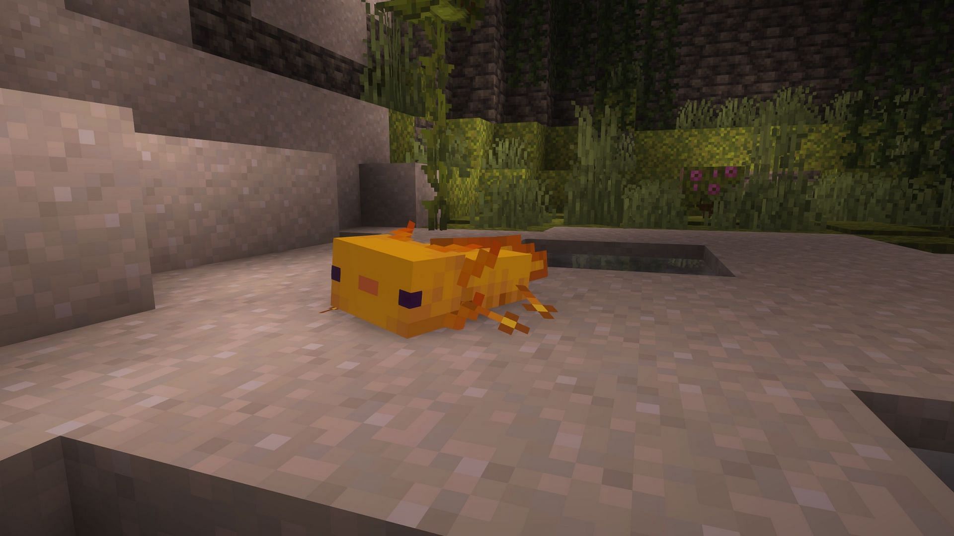 Gold is also a common axolotl variant (Image via Sportskeeda Gaming || Mojang Studios)